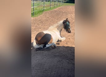 Lewitzer, Caballo castrado, 2 años, 137 cm, Pío
