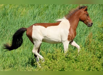Lewitzer Mestizo, Caballo castrado, 2 años, 139 cm, Pío