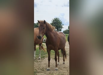 Lewitzer, Caballo castrado, 3 años, 142 cm, Alazán-tostado