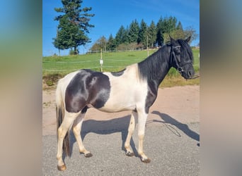 Lewitzer, Caballo castrado, 3 años, 142 cm, Pío