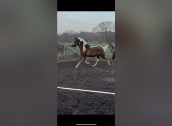 Lewitzer, Caballo castrado, 3 años, 148 cm, Pío