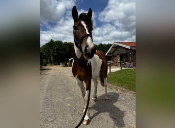Lewitzer, Caballo castrado, 4 años, 130 cm, Pío
