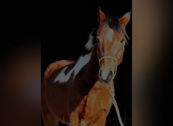 Lewitzer Mestizo, Caballo castrado, 4 años, 132 cm, Pío