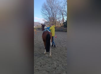 Lewitzer Mestizo, Caballo castrado, 4 años, 132 cm, Pío