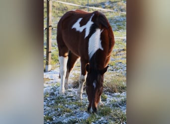 Lewitzer Mestizo, Caballo castrado, 4 años, 132 cm, Pío