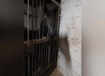 Lewitzer, Caballo castrado, 4 años, 143 cm, Negro