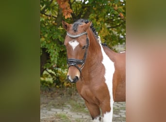 Lewitzer, Caballo castrado, 4 años, 146 cm