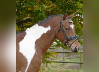 Lewitzer, Caballo castrado, 4 años, 146 cm, Pío