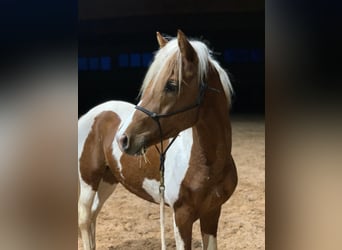 Lewitzer, Caballo castrado, 4 años, 146 cm, Pío