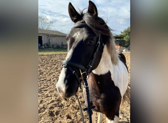Lewitzer, Caballo castrado, 4 años, 147 cm, Pío