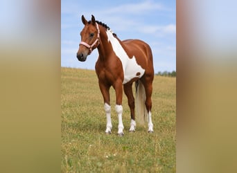 Lewitzer Mestizo, Caballo castrado, 4 años, 148 cm, Pío