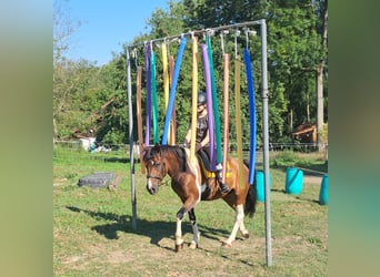 Lewitzer, Caballo castrado, 5 años, 140 cm, Pío