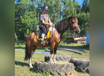 Lewitzer, Caballo castrado, 5 años, 140 cm, Pío