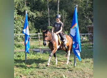 Lewitzer, Caballo castrado, 5 años, 140 cm, Pío