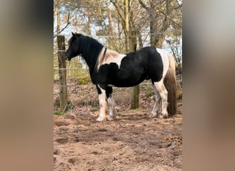 Lewitzer Mestizo, Caballo castrado, 5 años, 144 cm, Pío