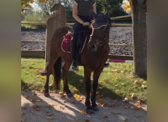 Lewitzer Mestizo, Caballo castrado, 6 años, 140 cm, Castaño