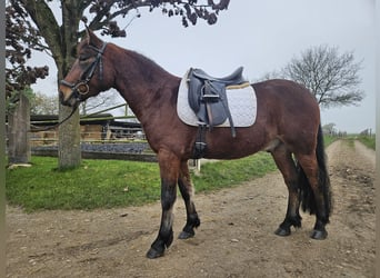 Lewitzer Mestizo, Caballo castrado, 6 años, 140 cm, Castaño