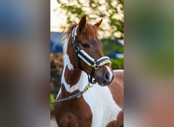 Lewitzer, Caballo castrado, 6 años, 147 cm, Pío