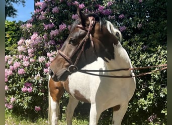 Lewitzer, Caballo castrado, 6 años, 148 cm, Pío
