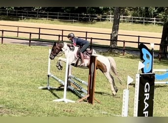 Lewitzer, Caballo castrado, 6 años, 148 cm, Pío