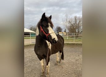 Lewitzer Mestizo, Caballo castrado, 7 años, 135 cm, Pío