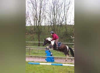 Lewitzer Mestizo, Caballo castrado, 7 años, 135 cm, Pío