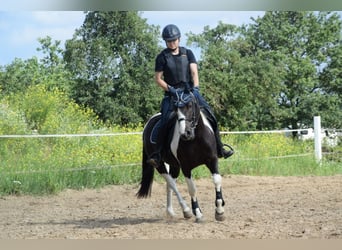 Lewitzer Mestizo, Caballo castrado, 7 años, 135 cm, Pío