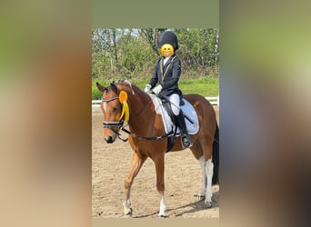 Lewitzer, Caballo castrado, 7 años, 136 cm, Pío