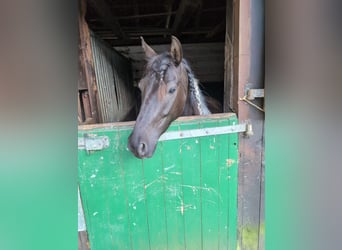 Lewitzer, Caballo castrado, 7 años, 139 cm, Pío
