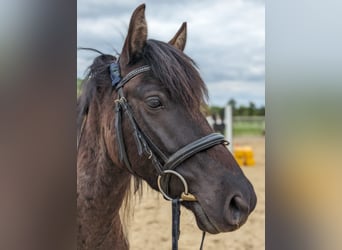 Lewitzer, Caballo castrado, 7 años, 139 cm, Pío