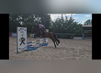 Lewitzer Mestizo, Caballo castrado, 7 años, 140 cm, Castaño