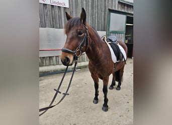 Lewitzer Mestizo, Caballo castrado, 7 años, 140 cm, Castaño