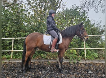 Lewitzer Mestizo, Caballo castrado, 7 años, 140 cm, Castaño