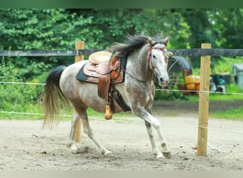 Lewitzer, Caballo castrado, 7 años, 151 cm, Pío