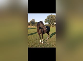 Lewitzer, Caballo castrado, 7 años, 155 cm, Pío