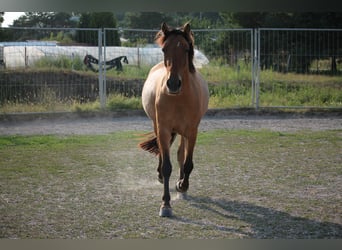 Lewitzer Mestizo, Caballo castrado, 8 años, 145 cm, Bayo