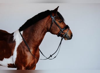 Lewitzer, Caballo castrado, 9 años, 145 cm, Pío