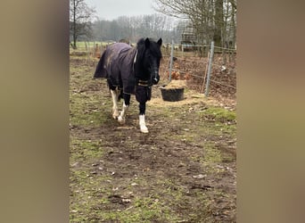 Lewitzer Mix, Castrone, 11 Anni, 145 cm, Pezzato