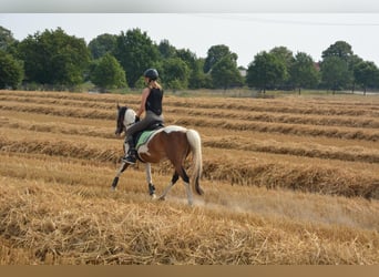 Lewitzer Mix, Castrone, 12 Anni, 140 cm, Pezzato