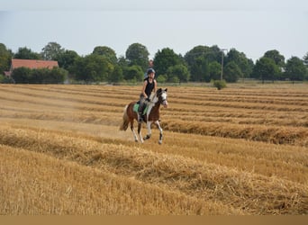 Lewitzer Mix, Castrone, 12 Anni, 140 cm, Pezzato