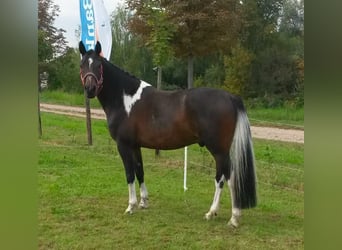 Lewitzer, Castrone, 14 Anni, 152 cm, Tobiano-tutti i colori