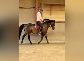 Lewitzer, Castrone, 17 Anni, 135 cm, Baio