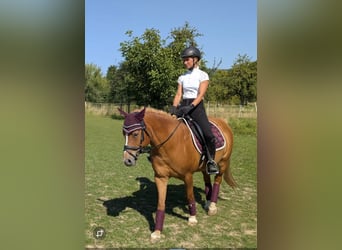 Lewitzer, Castrone, 18 Anni, 140 cm, Sauro