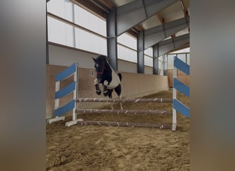 Lewitzer Mix, Castrone, 3 Anni, 136 cm, Pezzato