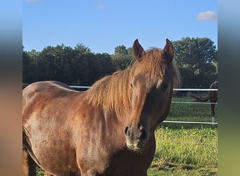 Lewitzer, Castrone, 3 Anni, 142 cm, Sauro scuro