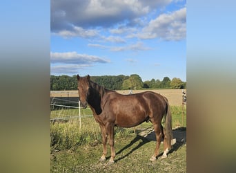 Lewitzer, Castrone, 3 Anni, 142 cm, Sauro scuro