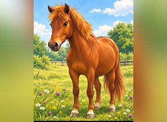 Lewitzer, Castrone, 3 Anni, 142 cm, Sauro scuro