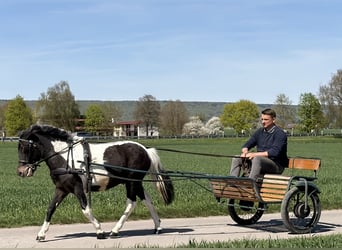 Lewitzer Mix, Castrone, 4 Anni, 120 cm, Pezzato