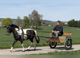 Lewitzer Mix, Castrone, 4 Anni, 120 cm, Pezzato