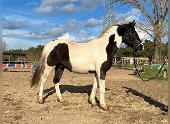 Lewitzer, Castrone, 4 Anni, 147 cm, Pezzato